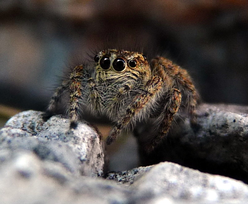 Identificazione Salticidae